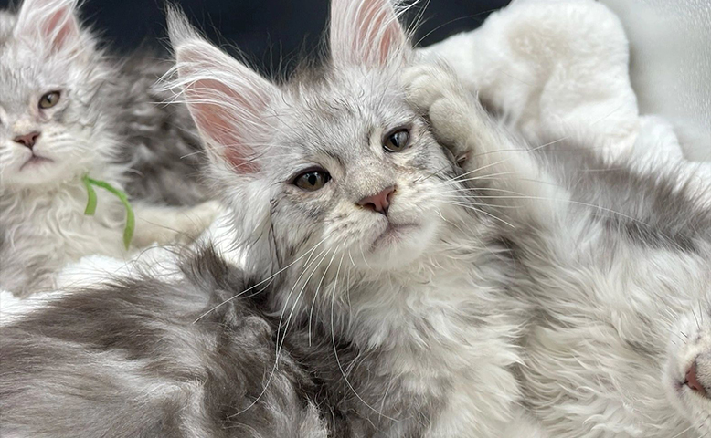 Why Maine Coons Are the Best Cats | Top 8 Reasons