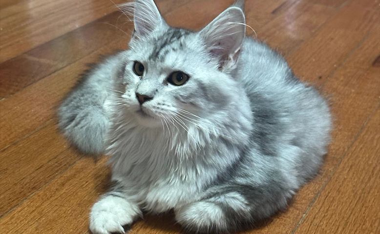 How to Choose the Right Breeding Pair for Pets?