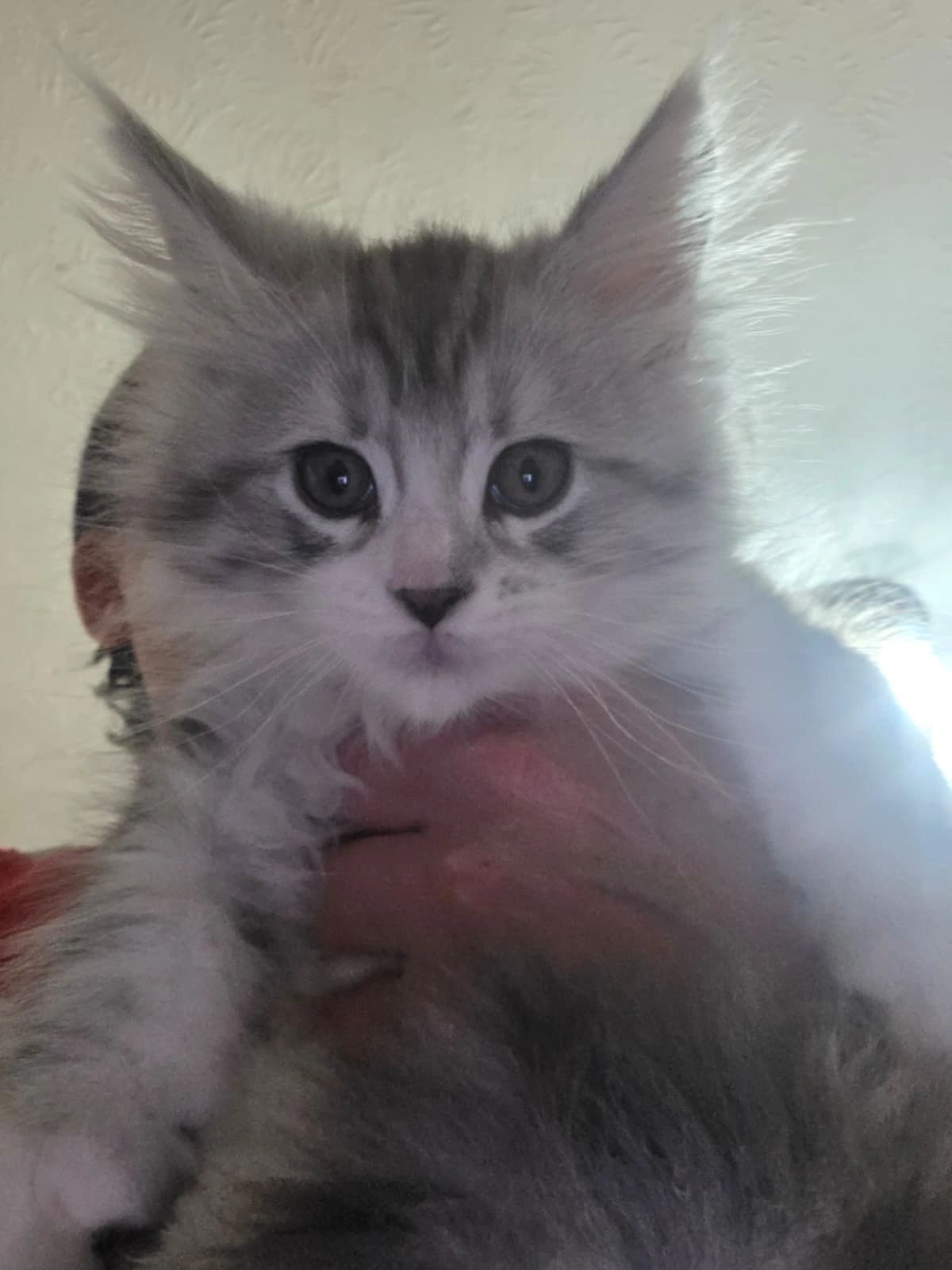 Image gallery marquee