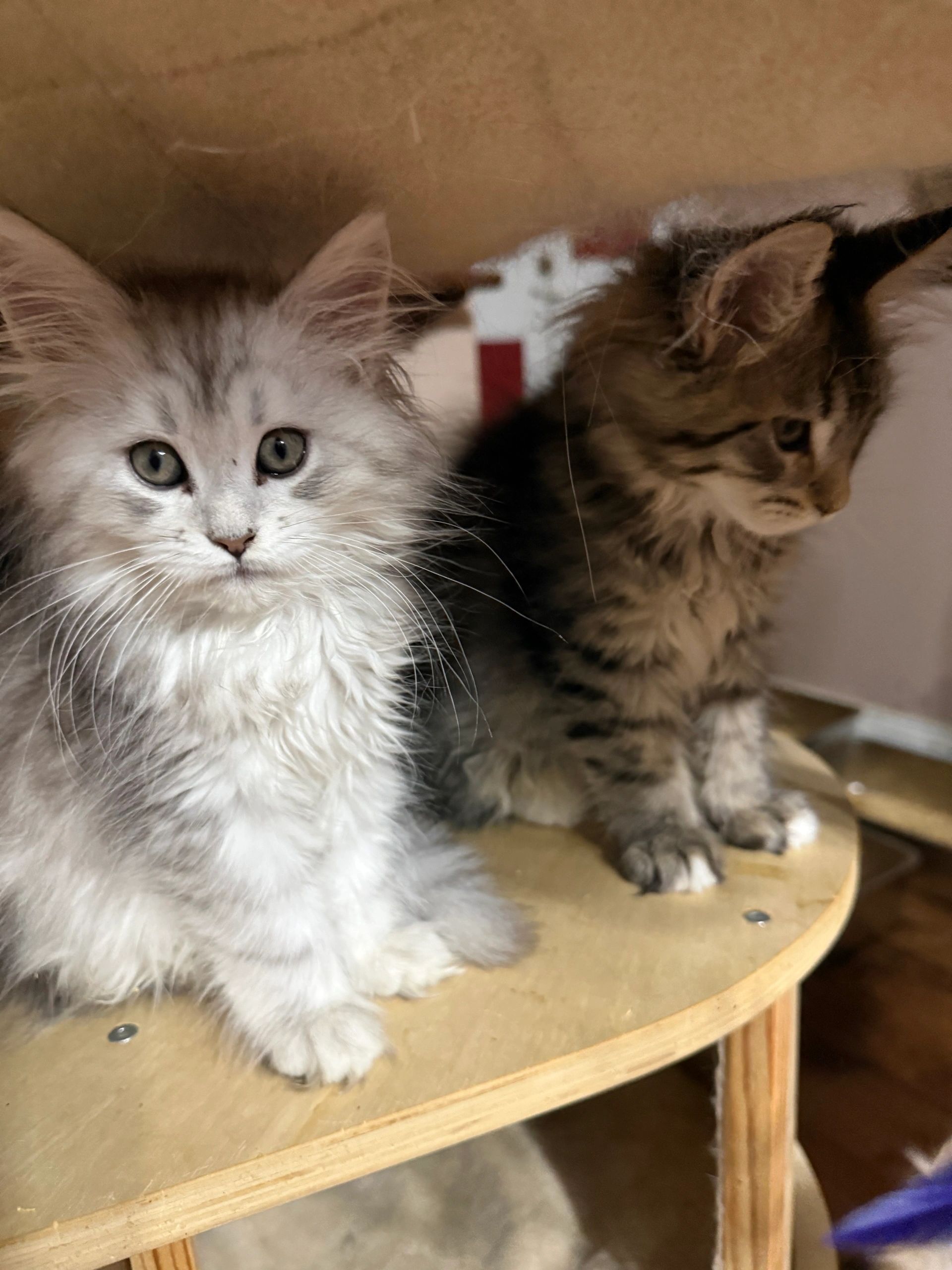 Image gallery marquee