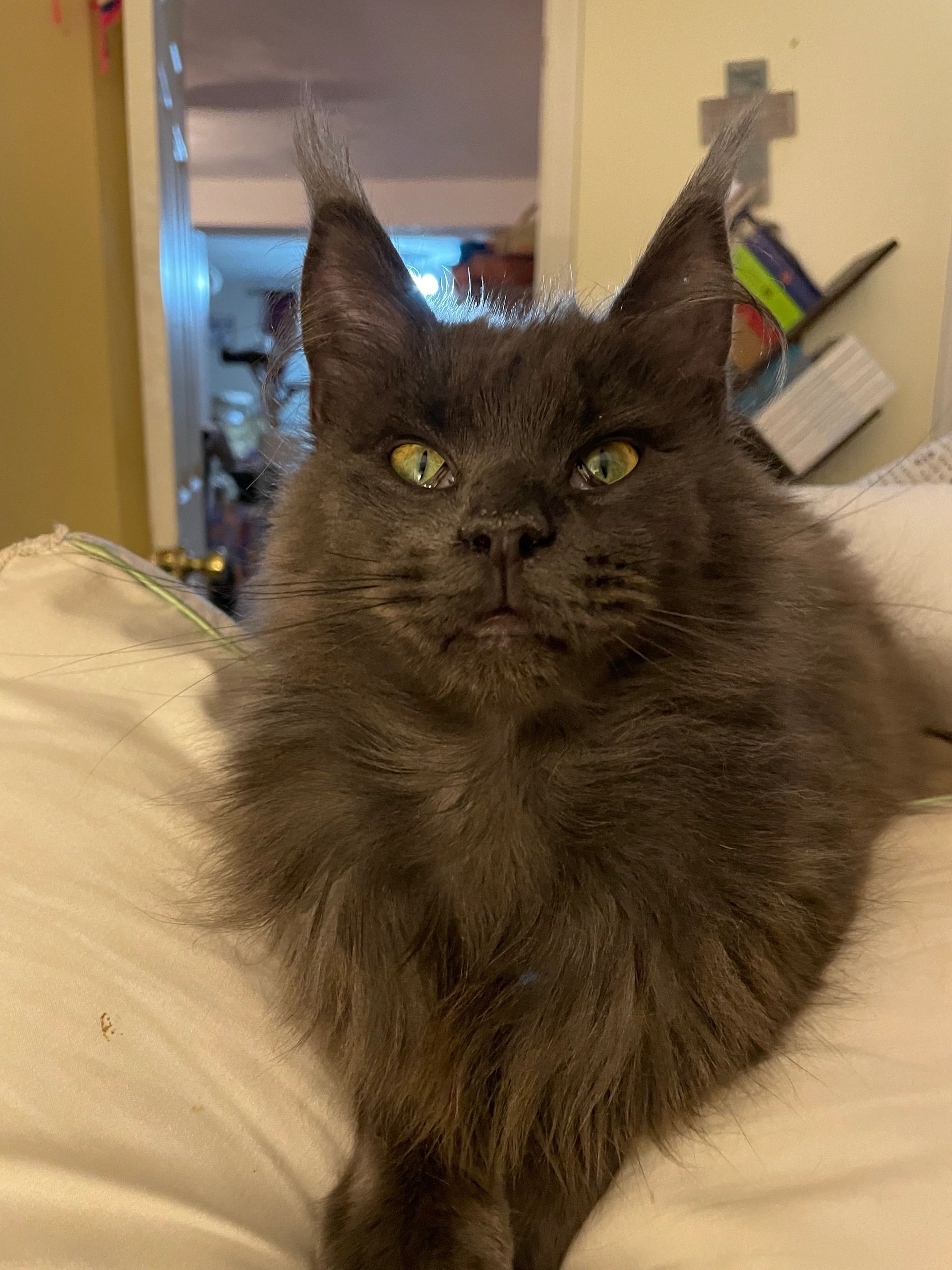 Image gallery marquee