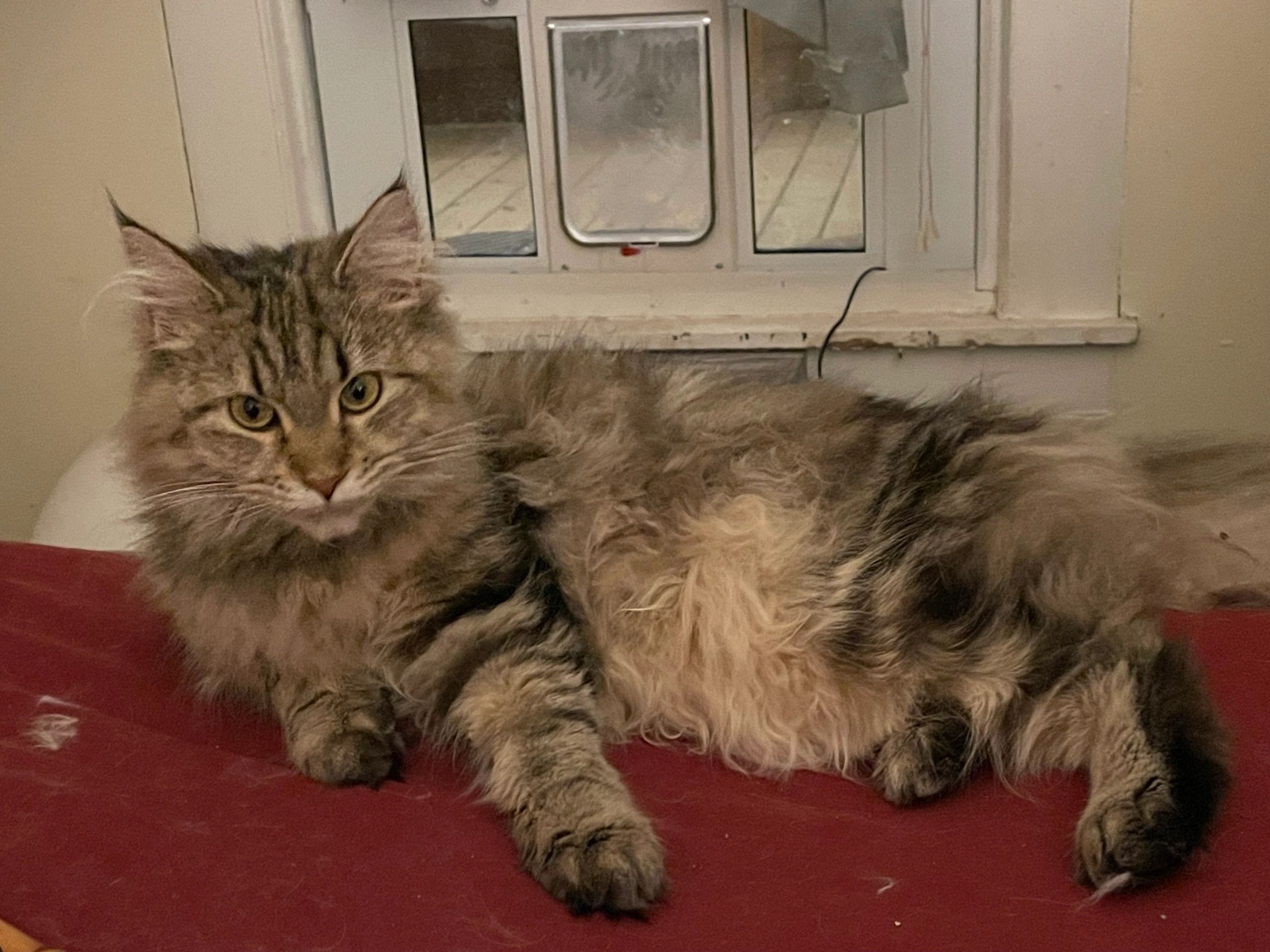 Image gallery marquee