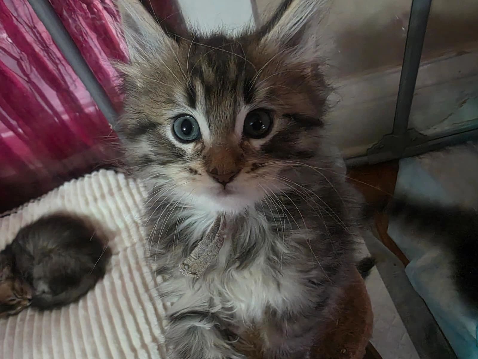 Image gallery marquee