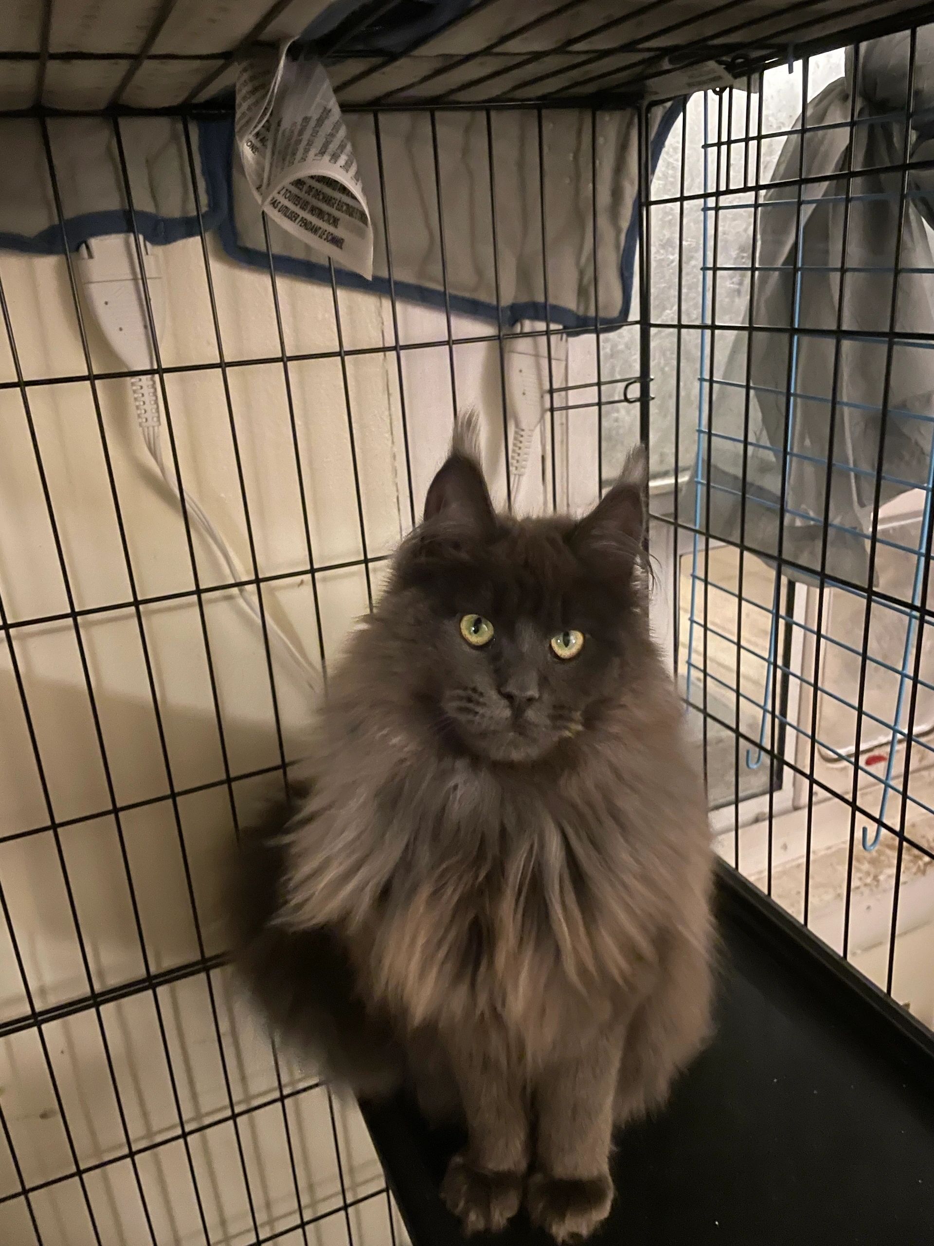 Image gallery marquee